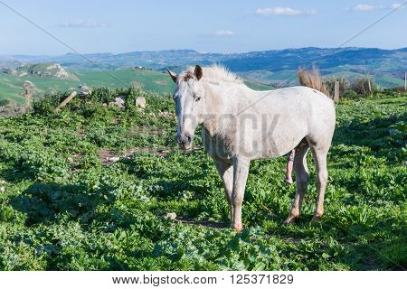 White horse excited with erect penis. free grazing in the countryside. Grazing green grass.