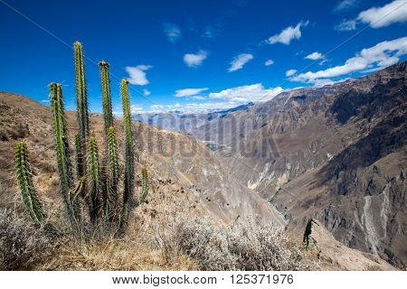 The canyon Colca is the deepest in the world