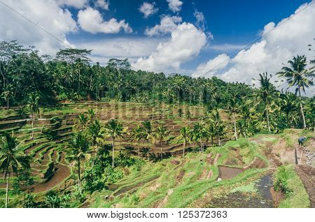Rice paddy field close up in Ubud Bali Indonesia Southeast Asia Asia
