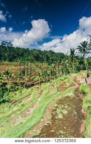 Rice paddy field close up in Ubud Bali Indonesia Southeast Asia Asia
