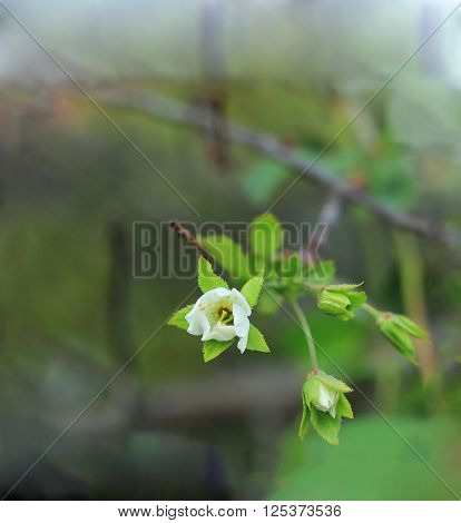 Cherry blossom. Background with flowers on a spring day