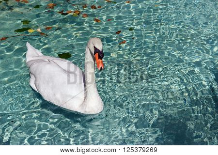 Beautiful swan swimming in clear water of a pond