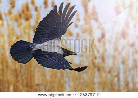 Hooded Crow With Open Wings With Sunny Hotspot