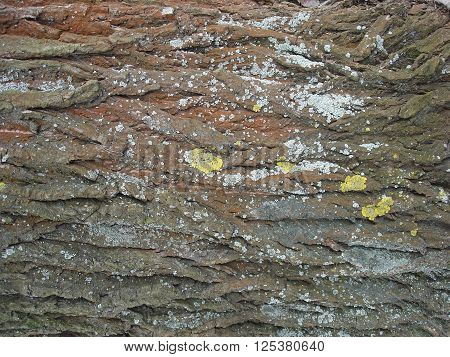 Bark of old tree with green moss