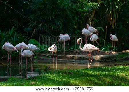 Gracefull White Long Legged Flamingoes In A Lush Jungle River.