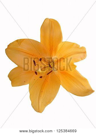 Orange lilium flower orange day lily on a white background.