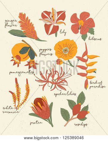 Vector Flowers