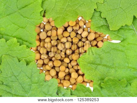 Mustard
