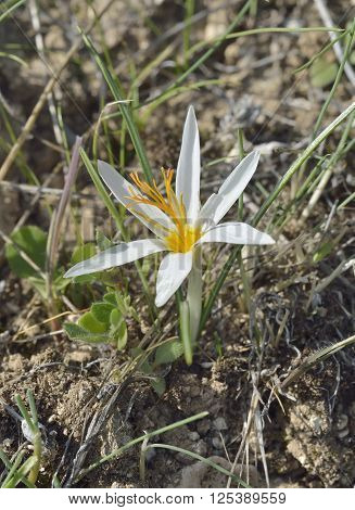 Aphrodite Crocus Autumn Crocus or Cyprus Crocus - Crocus veneris Endemic to Cyprus