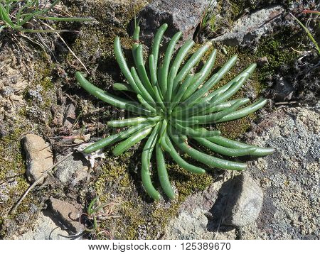 Bitterroot (Lewisia rediviva) Foliage in Eastern Washington