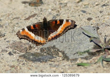 Milbert's Tortoiseshell Butterfly (Aglais milberti) in Eastern Washington