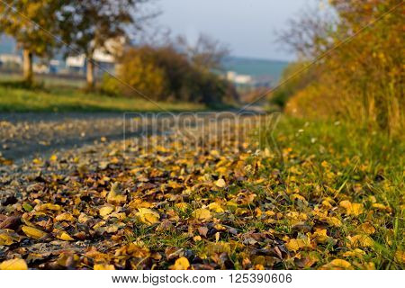 Detail of Fallen Leaves in Autumn with Blurry Path and Trees in Background