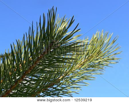 Pine 03