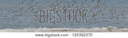 Flock Of Sanderlings