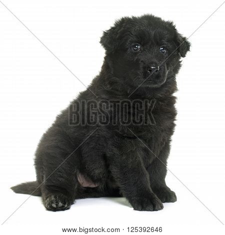 Altdeutsche Schaferhunde in front of white background