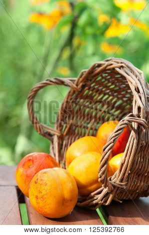Nectarines Spilled From An Overturned Basket, With Flowers In The Background