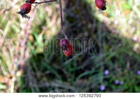 Rosehip bush on a nice autumn background in norway