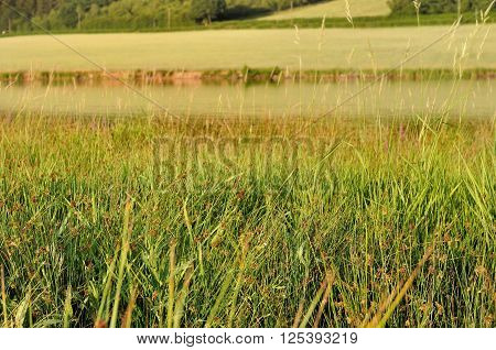 wild grass on the banks of a lake