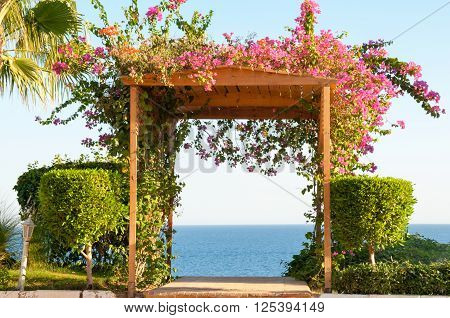 Fuschia Flowers Climbing A Wooden Trellis Archway Facing The Ocean