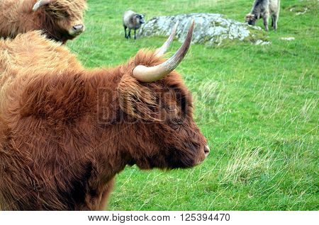 brown Longhorn Cow on a pasture in Norway