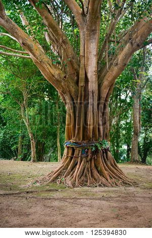 Sacred, Ordained Tree In Southeast Asia