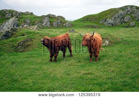 brown Longhorn Cow on a pasture in Norway