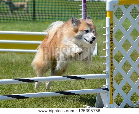 Icelandic Sheepdog Leaping Over a Jump at Dog Agility Trial