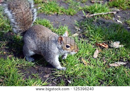 Squirrel eating nuts in the regent's park london