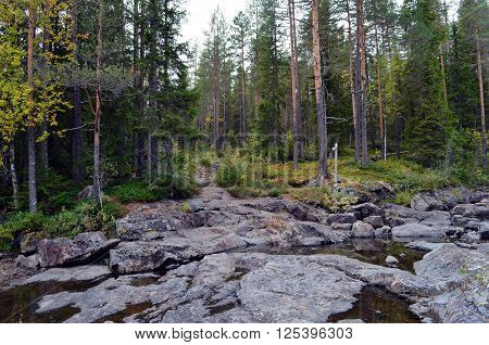 Mystical forest with rocks in ulefoss norway autumn