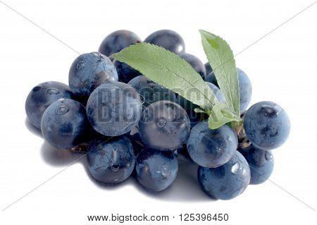Macro shot fresh sloes isolated on white