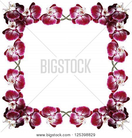 Beautiful burgundy orchid. Macro. Isolated. Floral background