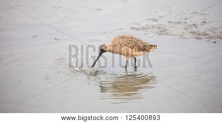 Long-billed Dowitcher (Limnodromus scolopaceus) foraging in wetlands.