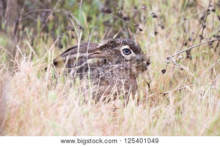 black-tailed jackrabbit (Lepus californicus) - American desert hare, hiding