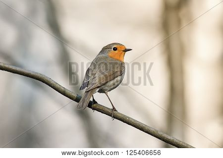 little bird the Robin redbreast sitting on a tree in spring Park