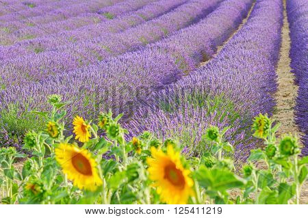 Sunflowers and rows of Lavender summer field close up, France
