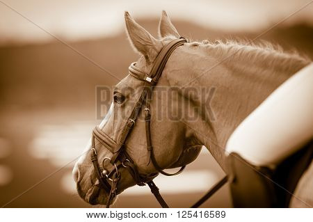 horse head during competition in vintage tone