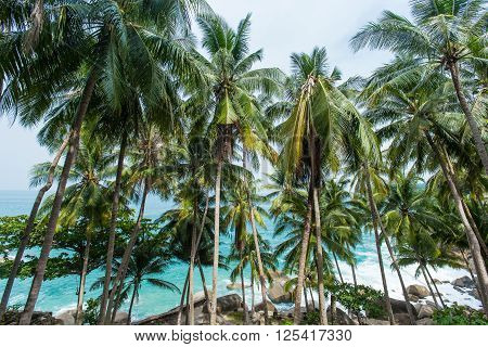 Kalim beach in Phuket with rocks sea and coconut palms