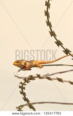 tropical Garden Fence Lizard Calotes versicolor resting on a metal fence on sunny summer day