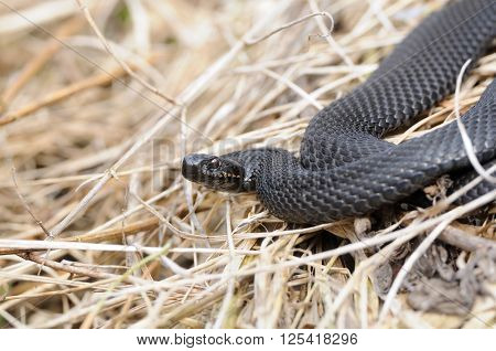 Common European Viper (Vipera berus) in April. National park Plesheevo Lake Yaroslavl region Russia