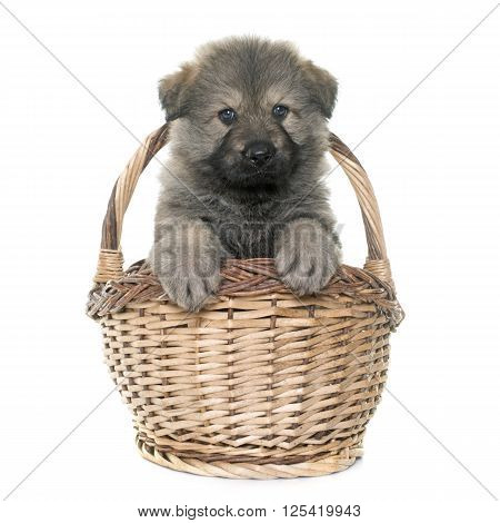 Altdeutsche Schaferhunde in front of white background
** Note: Soft Focus at 100%, best at smaller sizes