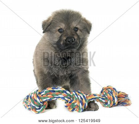 Altdeutsche Schaferhunde in front of white background
** Note: Soft Focus at 100%, best at smaller sizes