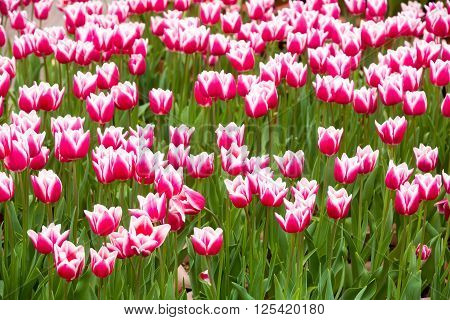 Beautiful Tulip In The Garden
