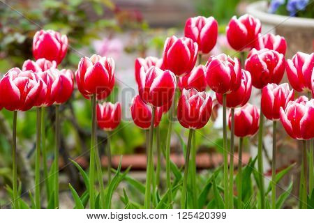 Beautiful Tulip In The Garden
