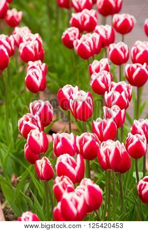 Beautiful Tulip In The Garden