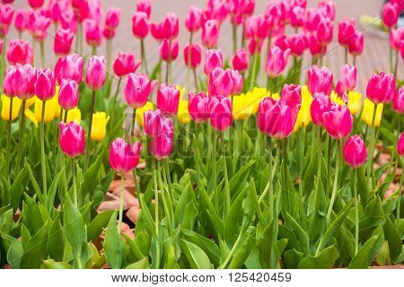 Beautiful Tulip In The Garden