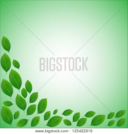 natural frame for a card of realistic green leaves on a white background