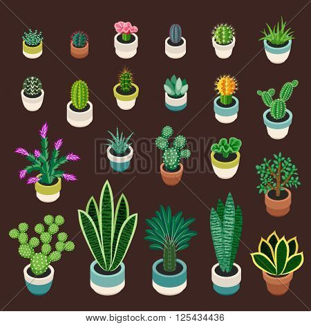 Big set of cactuses and succulents in pots. Cactuses and succulents isolated on brown background. Indoor plants in a flat style. Vector illustration.