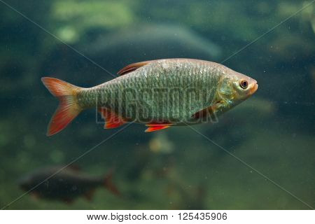 Common rudd (Scardinius erythropthalmus). Wild life animal. 
