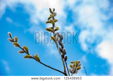 Amazing sallow branches. Selective focus at the central buds.