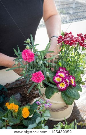 Woman Gardener Arranging Spring Flowers In Cream Bucket Plant Pot